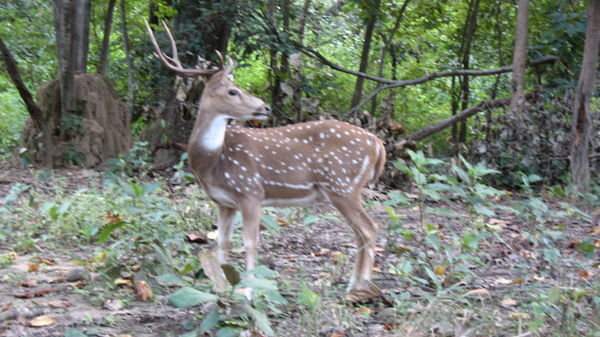 Male Spotted Deer