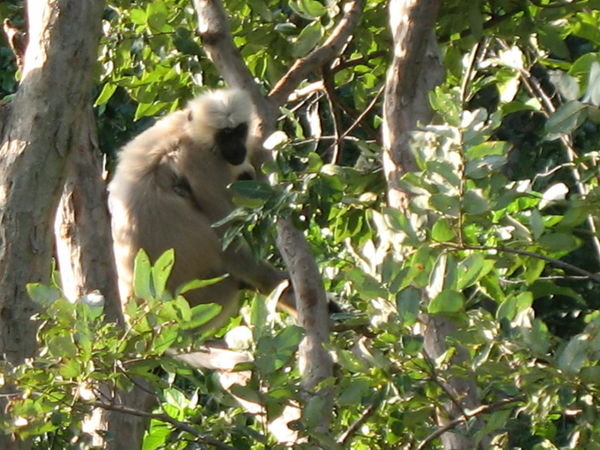 Langur Monkey With Baby