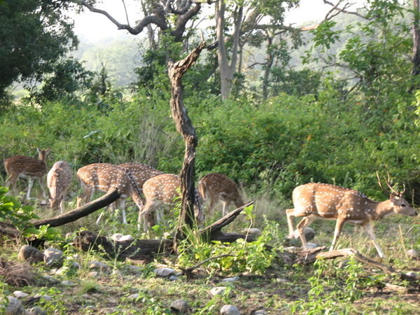 Herd of Spotted Deer