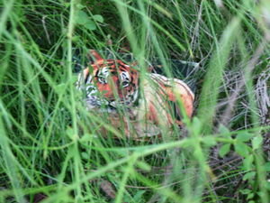 Tiger in Corbett National Park!