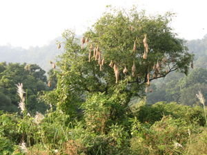 Bird Nests in Tree