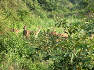 Herd of Spotted Deer