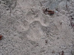 Tiger Pawprint