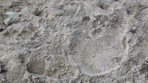 Tiger Pawprint and Elephant Footprint