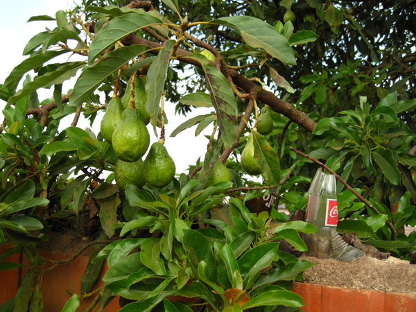 Pear Tree at FHI