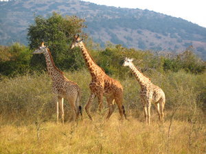 Giraffes!