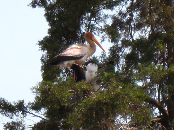 Stork Mom and Her Babies