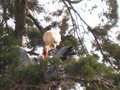 Stork Feeding Frenzy