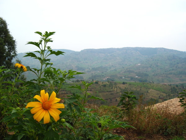 Rwandan Scenery