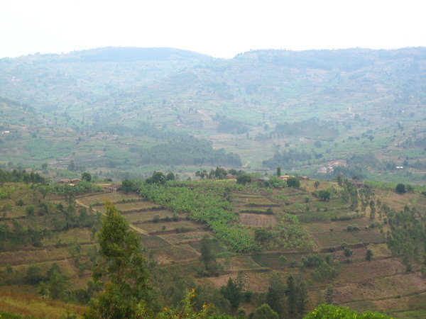 Rwandan farm land