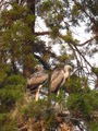 Stork Babies Ready to Leave the Nest