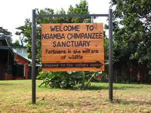 Ngamba Island Chimp Sanctuary