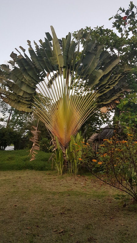 Une grande palmier à côté de notre auberge