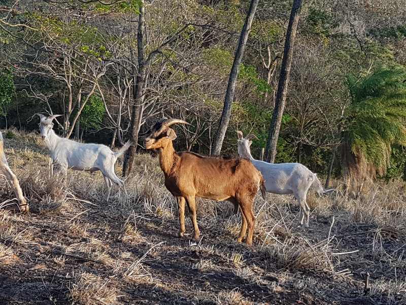 Goats at Cabanas Castillo