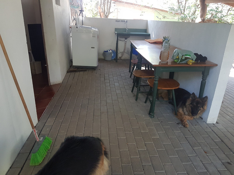 Washing area with the German Shepherds 
