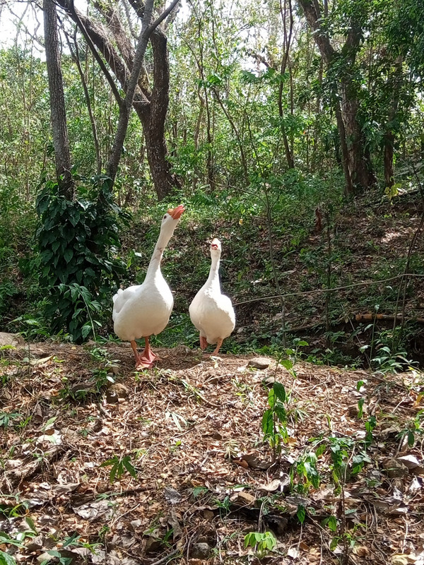 Geese at Cabañas Castilo 