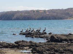 Pelicans chilling between Playa Panama and Playa Hermosa