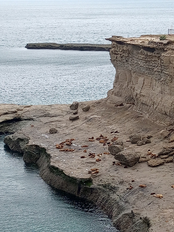 Sea Lions, Peninsula Valdes