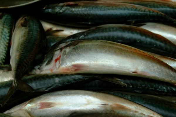 Fish, Puno Market