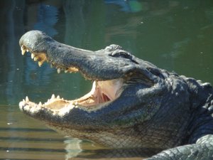 Alligator Yawning