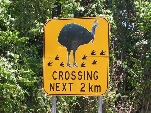 Real Cassowary Crossing Here