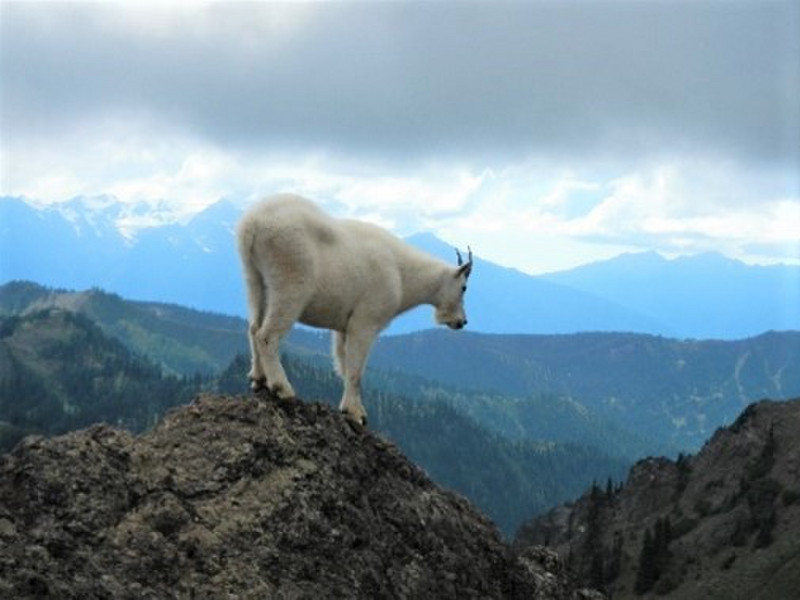 Mountain Goat on Hurricane Ridge
