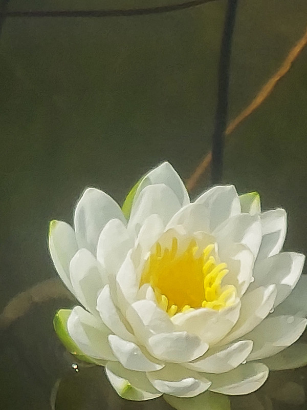 Lilly pad blossom