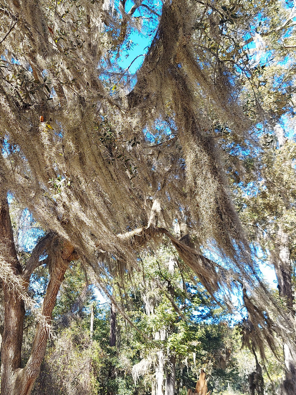 Trees with Spanish Moss