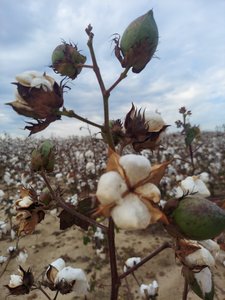 Georgia cotton field