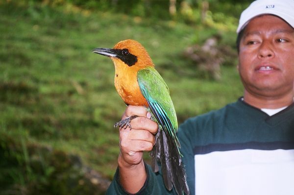 Pascual holding a Rufous Motmot that we caught in our nets