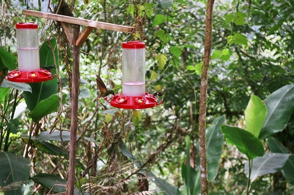 Hummingbirds at Bella Vista