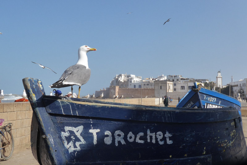gull on boat