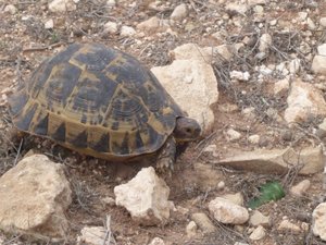 Roadside tortoise
