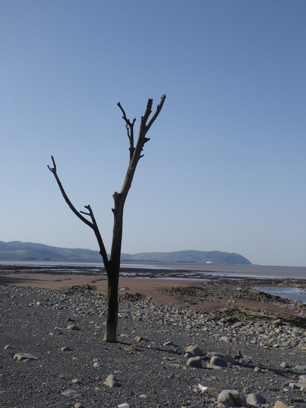 tree stump on beach. 