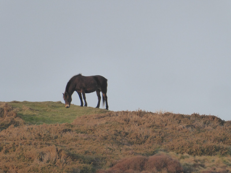 pony on Exmoor