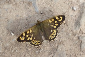Speckled wood