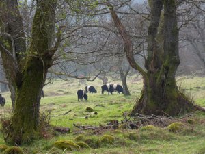 Galloway Belted Cattle