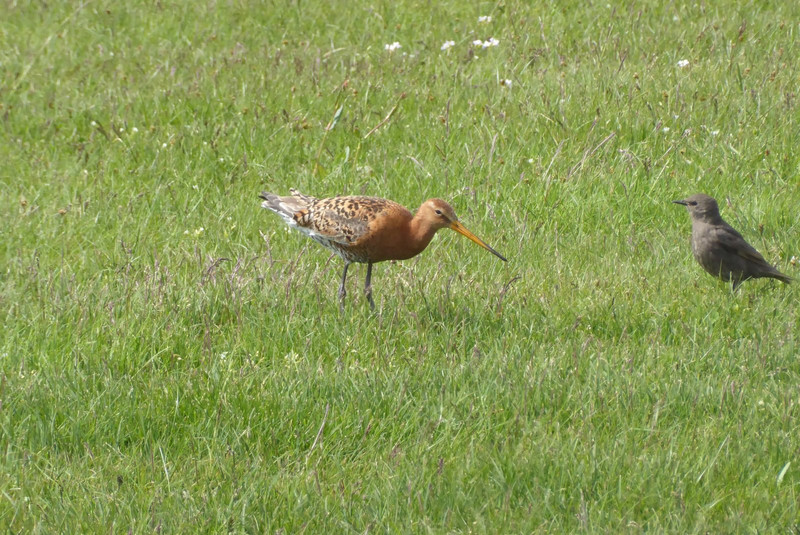 Black tailed godwit and starling