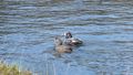 Mr and Mrs Harlequin duck