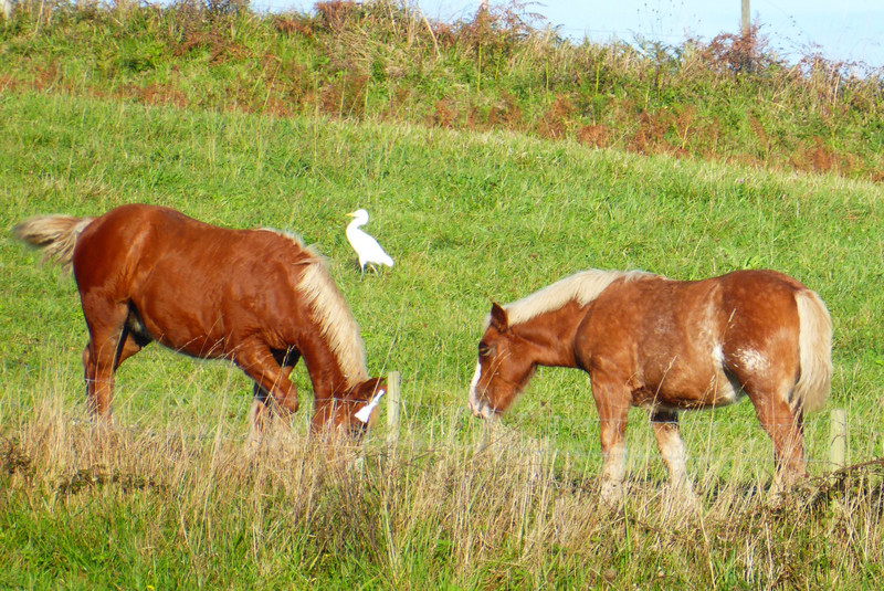 A confused cattle egret.
