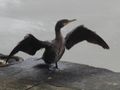cormorant by the river 