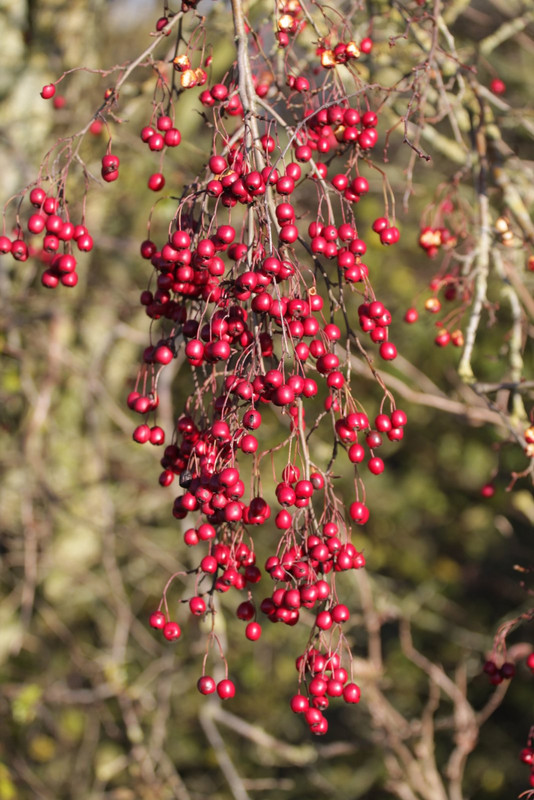 A bumper year for hawthorn berries