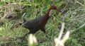 white fronted rail
