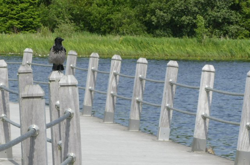 you have to pass old grey guardian to get onto the boardwalk at Acres Lough. 