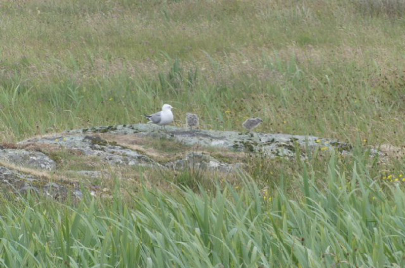 common gull and chicks in the next field. 