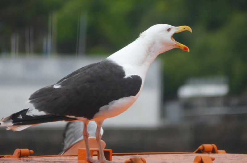 Great black backed gull joining in the singing. 
