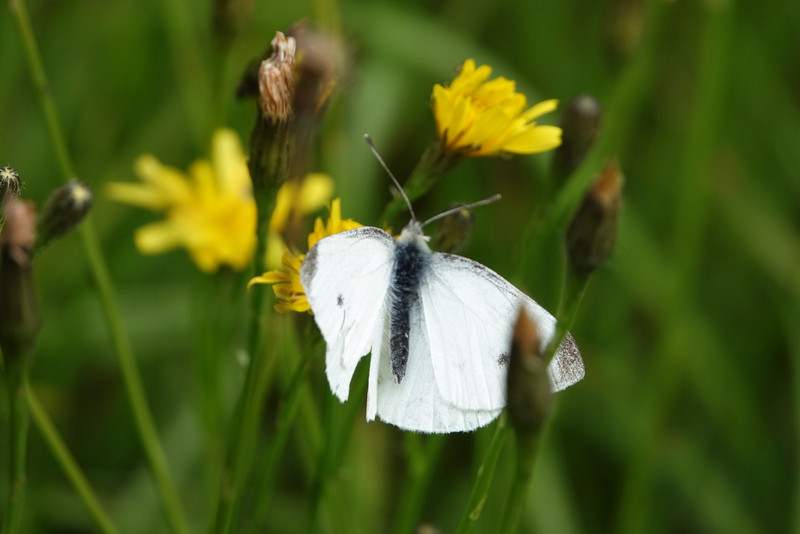 Small white butterfly
