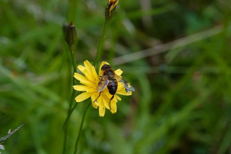Hoverfly again