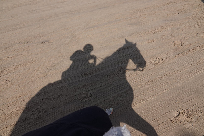Horse shadow 