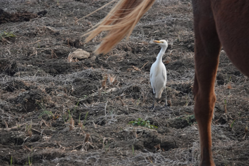 The confused cattle egret